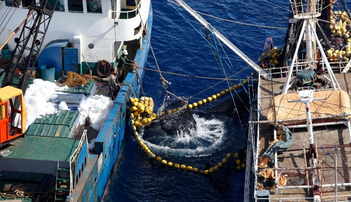 Illegal tuna fishing costs Pacific US$740m: report